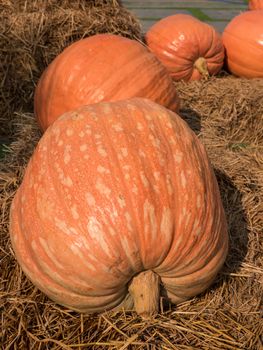 Giant pumpkin on straw placed in farm.