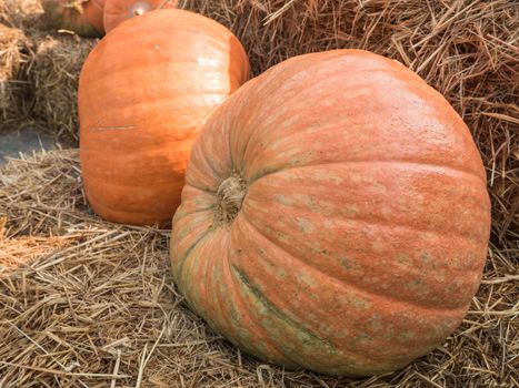 Giant pumpkin on straw placed in farm.