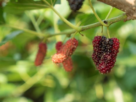 branch of red mulberry with many ripe.