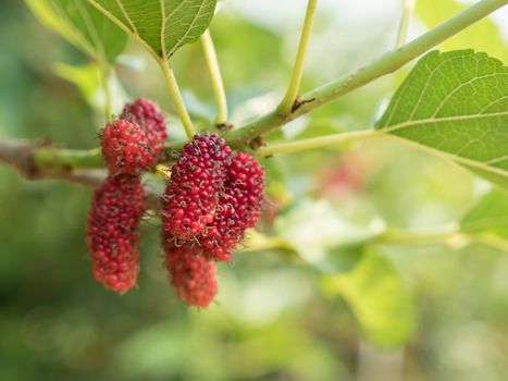 branch of red mulberry with many ripe.
