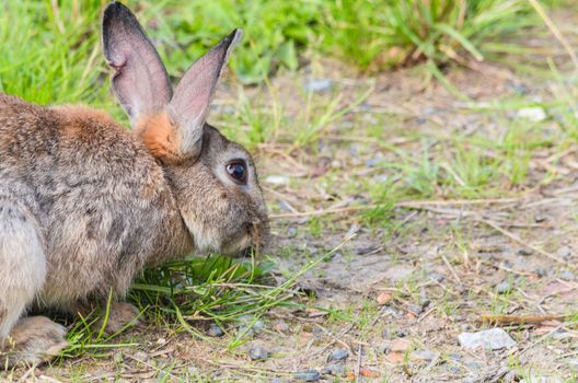 Wild rabbit photographed from the side sitting relaxed in the grass and eats.