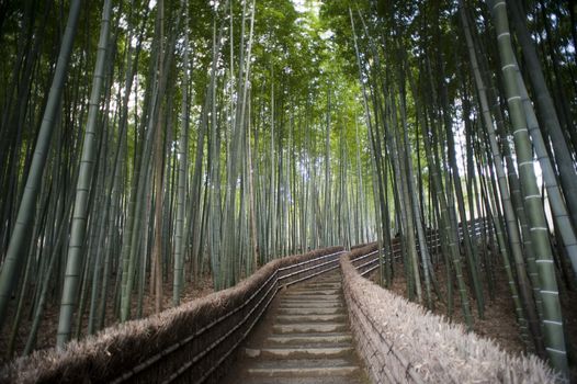 Bamboo walk Adashino Nembutsu-ji Temple, Kyoto, Japan with steps leading up to the temple through a cultivated plantation of bamboo, a popular tourist destination