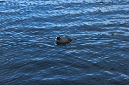  Coot is floating on the lake in a park in Gatchina, Russia on a blue background. Spring 2016.