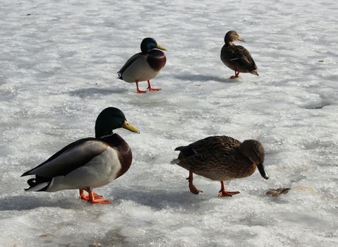 male and female mallard duck walking on melting ice. Karpin pond, Gatchina park, Gatchina, Leningrad region, spring 2016.