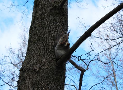 Squirrel (Sciurus vulgaris) sits on an oak branch, and eat bread. Gatchina park, Gatchina, Leningrad, Russia. Spring 2016. 