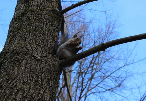 Squirrel (Sciurus vulgaris) sits on an oak branch, and eat bread. Gatchina park, Gatchina, Leningrad, Russia. Spring 2016. 