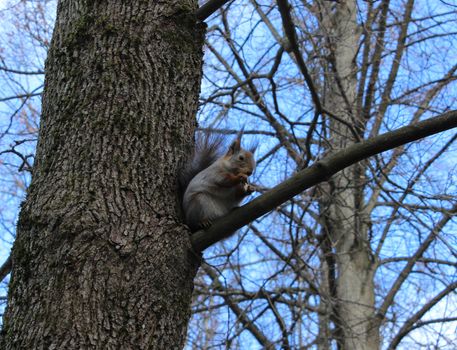 Squirrel (Sciurus vulgaris) sits on an oak branch, and eat bread. Gatchina park, Gatchina, Leningrad, Russia. Spring 2016. 