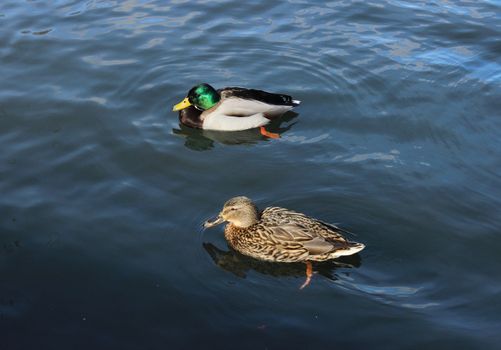 Male and female mallard duck (Anas platyrhynchos) are swimming on White Lake in the park of Gatchina in spring 2016.