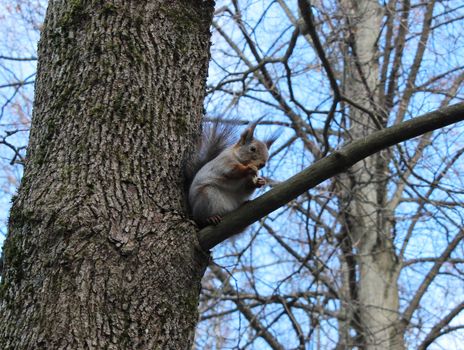 Squirrel (Sciurus vulgaris) sits on an oak branch, and eat bread. Gatchina park, Gatchina, Leningrad, Russia. Spring 2016. 