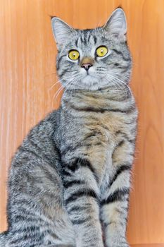 Photo of cat portrait with yellow eyes 