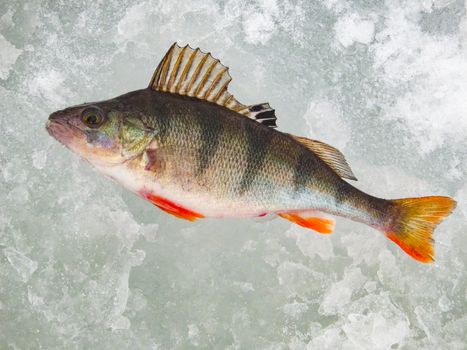 Ice fishing in Central Russia on the Volga river