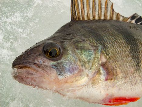 Ice fishing in Central Russia on the Volga river