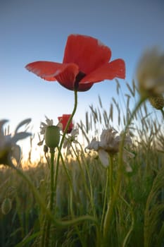flowers as a colorful background, macro photo, nature series