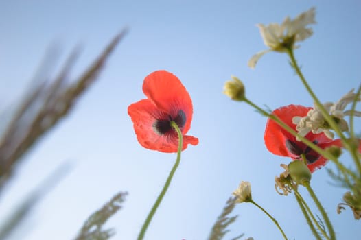 flowers as a colorful background, macro photo, nature series