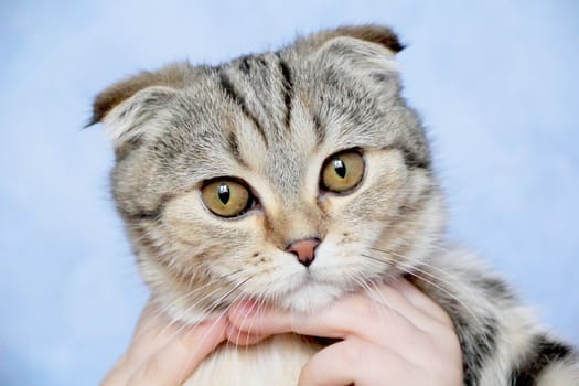 Photo of color cat with yellow eyes
