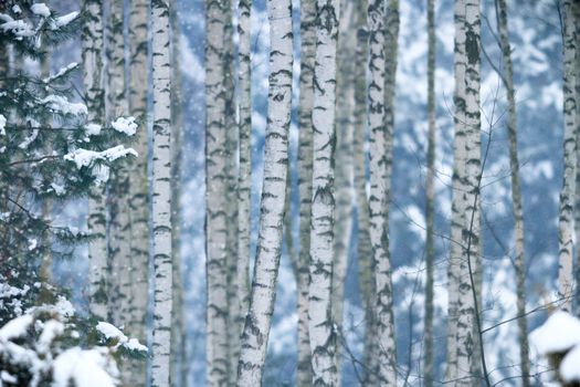 trees covered with snow in winter forest, nature series