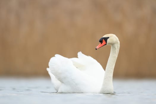 swan on blue lake in sunny day, swans on pond, nature series