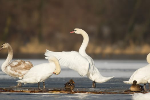 swan on blue lake water in sunny day, swans on pond, nature series
