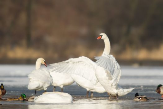 swan on blue lake water in sunny day, swans on pond, nature series