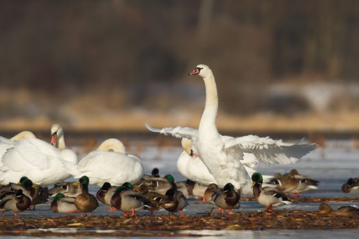 swan on blue lake water in sunny day, swans on pond, nature series