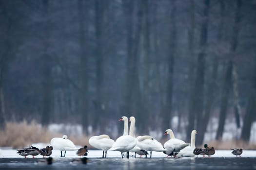 swan on blue lake water in sunny day, swans on pond, nature series