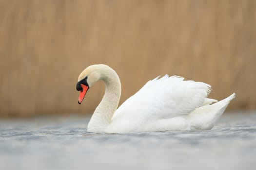 swan on blue lake in sunny day, swans on pond, nature series