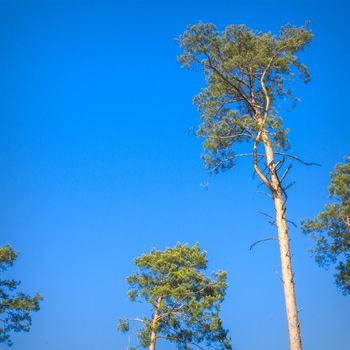 old big tree on color background with blue sky, nature series