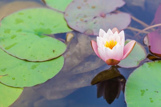 flower of water lily in the pond