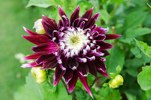 one beutiful flower in the family dahlia lovely purple color