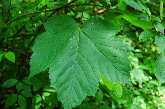 one big and beutiful green leafe in the wood