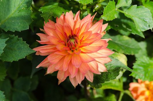 one lovely orange flower from the family dahlia the picture is from Gothenburg