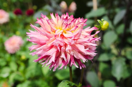 a very lovely flower with great color it s from the family dahlia