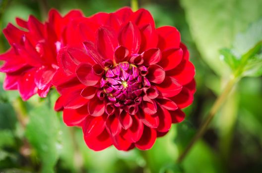 one red and lovely flower from the familty dahlia beutiful color