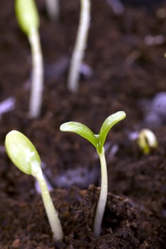 Macro shot of new growth in soil. Lettuce seedlings.