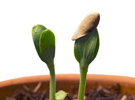 Seedlings popping up with focus on seedling with seed still attached.