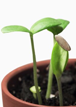 Tiny sprouts popping up with focus on the seedling sprout with seed still attached.