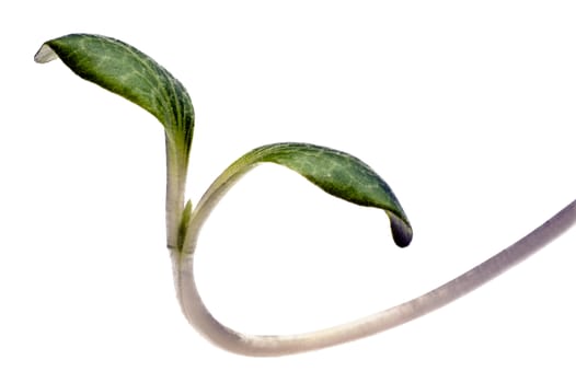 Macro shot of a young plant.  Shot on white in studio.