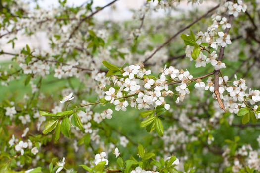 Small white apple flowers burgeons and flowers on a branch
