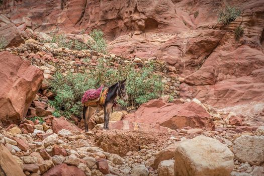 Bedouin donkey resting surrounded by the rose red landscape, Petra, Jordan. Petra is one the New Seven Wonders of the World.