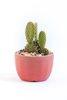 baby cactus in Lovely potted isolated on white background