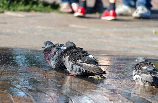 Pigeons bathing in the fountain spray, hot summer