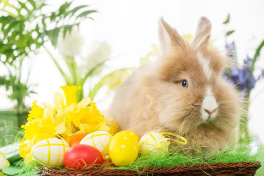 Easter Bunny with eggs in basket and flower. Selective focus. Focus on rabbit.