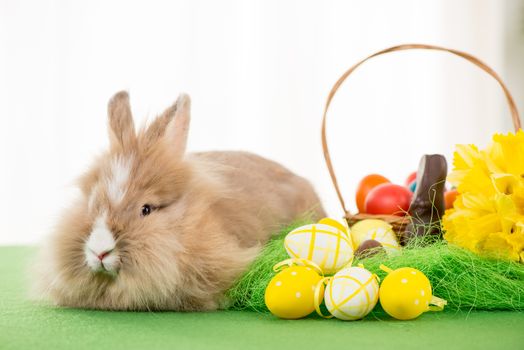 Easter Bunny with eggs in basket. Selective focus. Focus on rabbit.