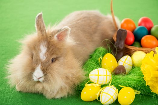 Easter Bunny with eggs in basket on green background. Selective focus. Focus on rabbit.