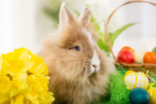 Easter Bunny with eggs in basket and flower. Selective focus. Focus on rabbit.