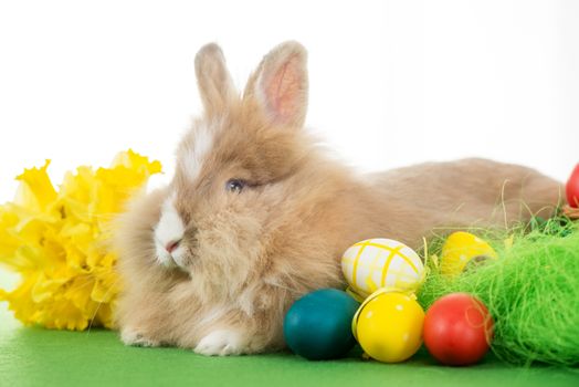 Easter Bunny with eggs and flower. Selective focus. Focus on rabbit.