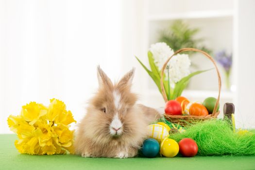 Easter Bunny with eggs in basket and flower. Selective focus. Focus on rabbit.