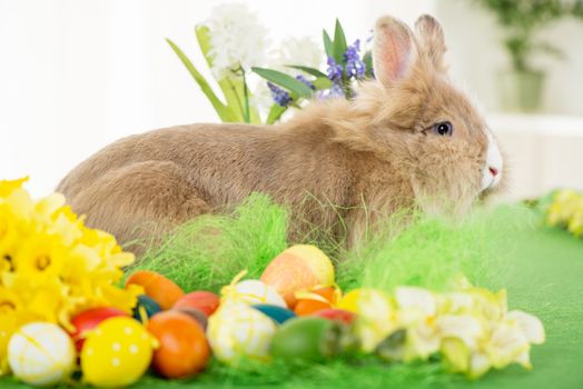 Easter Bunny with eggs and flower. Selective focus. Focus on rabbit.