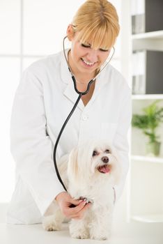 Young female veterinary examining a maltese dog at the doctor's office