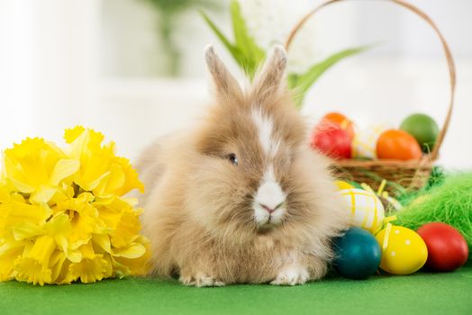 Easter Bunny with eggs in basket and flower. Selective focus. Focus on rabbit.